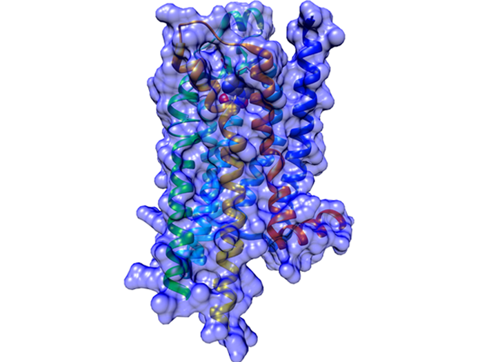 G protein-coupled receptor (GPCR) – cell surface membrane protein